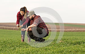 Young farmers examing planted young wheat during winter season photo