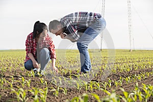 Young farmers examing planted young corn