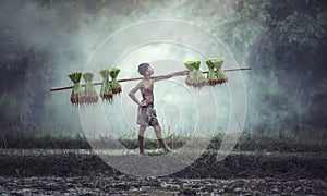 Young Farmers grow rice in the rainy season