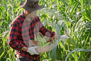 Young farmers harvest corn on the cornfield