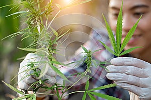 Young farmers wear gloves to check marijuana trees. Concept of herbal alternative medicine