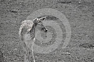 A lone farrow deer in a field photo