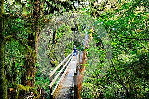 Young father with his daughter in Rain forest, Egmont National Park, New Zealand