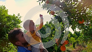 Young father and son in orange garden. Dad and son in fruit orchard