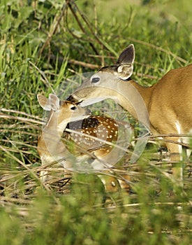 Young Fawn and Doe Interacting