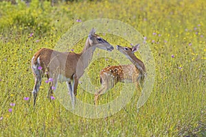 Young Fawn And Its Mother Giving Each Other Affection