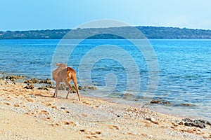 Javan Rusa deer on sea beach photo