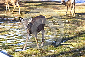 Young Fawn In Winter Grazing