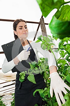 Young female agriculture engineer inspecting plant