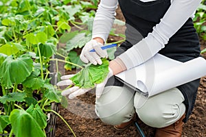 Young female agriculture engineer inspecting plants