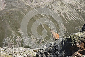 Young female alpine Capra ibex looking at the camera and standing on the high rocks stone in Dombay mountains against