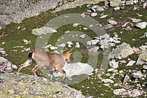Young female alpine Capra ibex standing on the high rocks stone in Dombay mountains against the rocks. North Caucasus