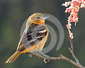 Young Female Baltimore Oriole