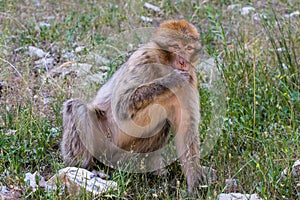 Young female Barbary Ape, Macaca sylvanus, Morocco