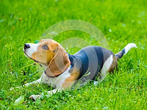 Young female beagle dog lying in grass