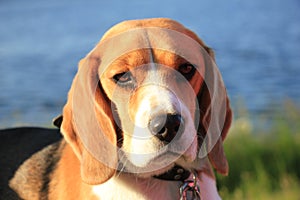 Young female beagle