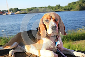 Young female beagle