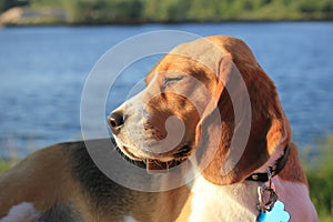 Young female beagle