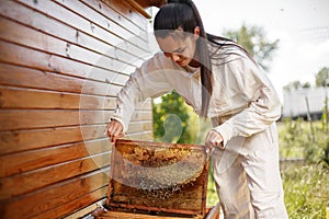 Young female beekeeper pulls out from the hive a wooden frame with honeycomb. Collect honey. Beekeeping concept