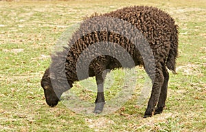 Young female black ouessant sheep grazing in meadow