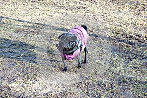 Young female black pug breed wrapped with warm purple vest standing on spring lawn sunny day.