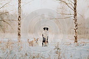 Young Female black and white Border Collie and red dog puppy stay In Snow During Sunset. winter forest on background