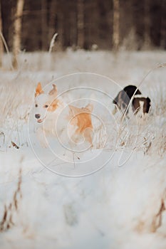 Young Female black and white Border Collie and red dog puppy stay In Snow During Sunset. winter forest on background