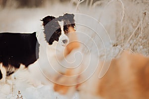 Young Female black and white Border Collie and red dog puppy stay In Snow During Sunset. winter forest on background