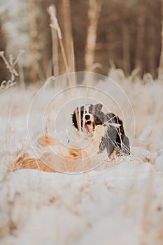 Young Female black and white Border Collie and red dog puppy stay In Snow During Sunset. winter forest on background