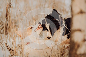 Young Female black and white Border Collie and red dog puppy stay In Snow During Sunset. winter forest on background