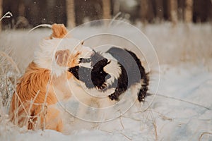 Young Female black and white Border Collie and red dog puppy stay In Snow During Sunset. winter forest on background