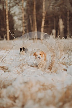 Young Female black and white Border Collie and red dog puppy stay In Snow During Sunset. winter forest on background