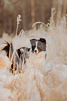 Young Female black and white Border Collie stay In Snow During Sunset. winter forest on background