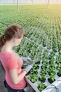 Young female botanist examining seedlings in plant nursery