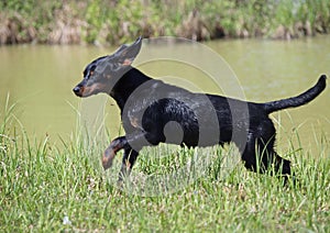 The young female of breed the Slovakian Hound