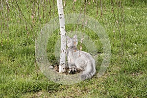 Young female cat