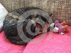 Young female cat resting with teddy