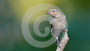 Young Female Chaffinch on Wooden Log