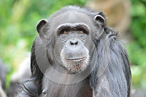 Young female chimp
