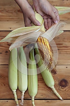 Young female cleaning freshly picked raw corns from cobs on wooden background. Process of Shucking corn