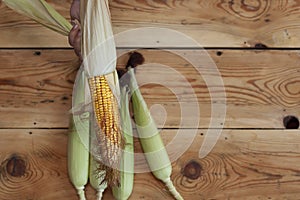 Young female cleaning freshly picked raw corns from cobs on wooden background. Process of Shucking corn