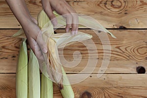 Young female cleaning freshly picked raw corns from cobs on wooden background. Process of Shucking corn