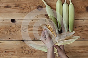 Young female cleaning freshly picked raw corns from cobs on wooden background. Process of Shucking corn