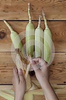 Young female cleaning freshly picked raw corns from cobs on wooden background. Process of Shucking corn