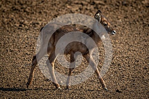 Young female common waterbuck crosses gravel pan