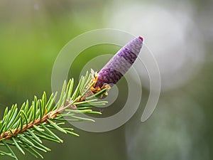 A young female cone of ordinary spruce, it is pink and its scales invitingly open in anticipation of pollen. Young cones of a Blue