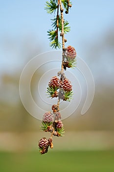 Young female cones of a Japanese larch Larix kaempferi in spring in a park photo