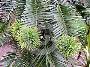 Young female cones of Wollemi Pines. Spring