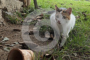 Young female crossbreed calico cat