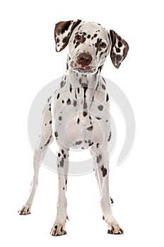 Young female dalmatian